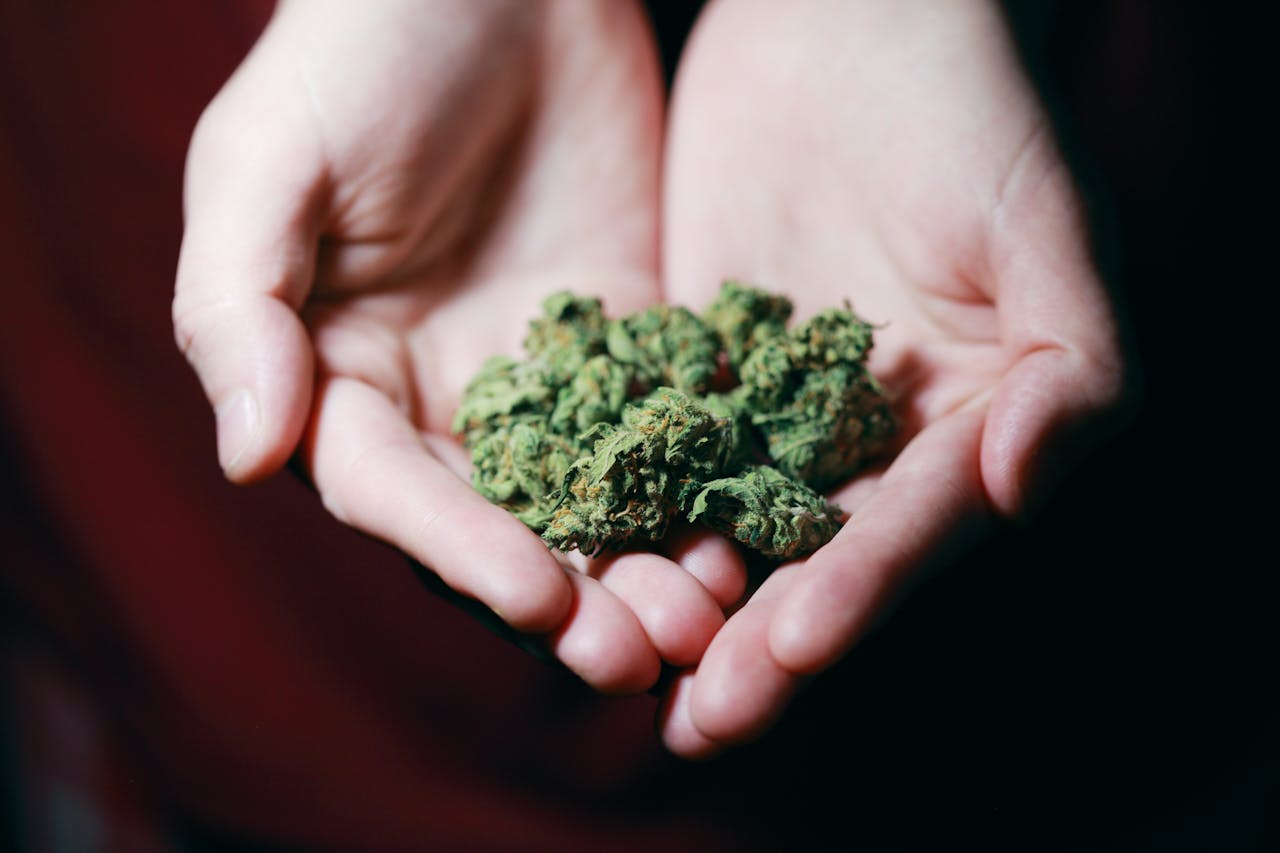 What Is THCA and Why Can It Be Dangerous? | Cenikor
